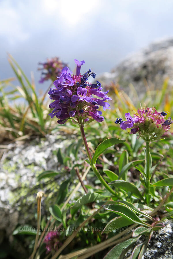 small-flowered penstemon (Penstemon procerus) [Snow Lakes Trail, Alpine Lakes Wilderness, Chelan County, Washington]