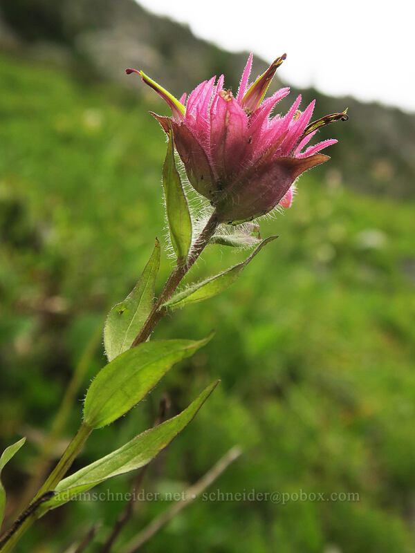 pinkish paintbrush (Castilleja miniata) [Pacific Crest Trail, Okanogan-Wenatchee National Forest, Washington]