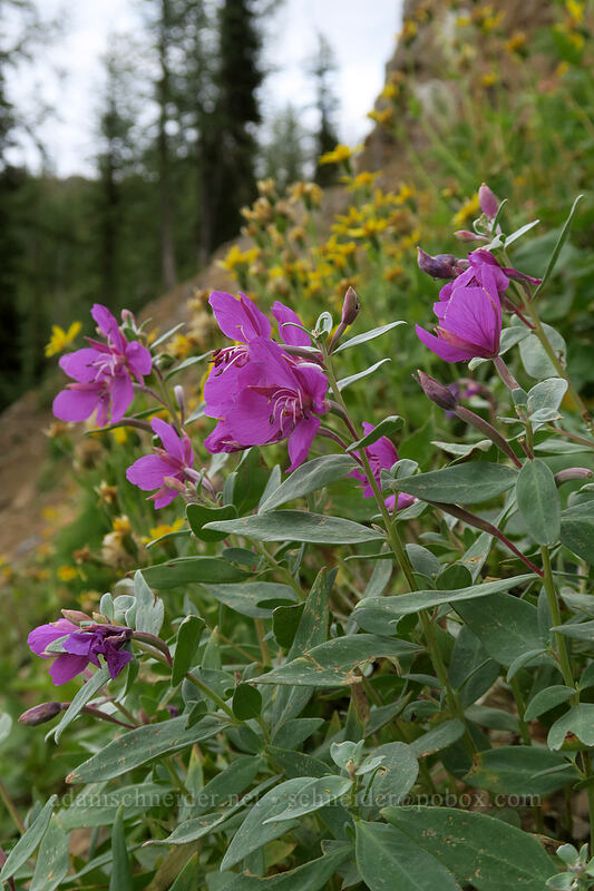 broad-leaf fireweed (Chamerion latifolium (Epilobium latifolium)) [Pacific Crest Trail, Okanogan-Wenatchee National Forest, Washington]