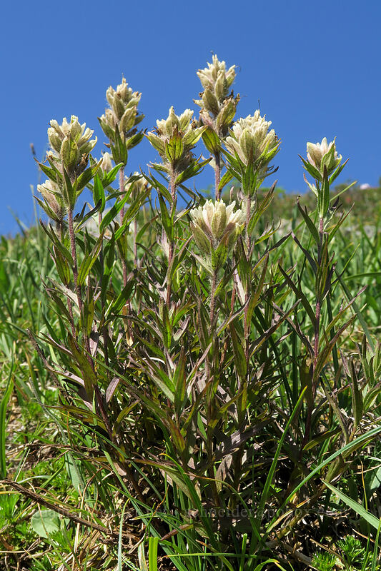 white paintbrush (Castilleja parviflora var. albida) [Sahale Arm Trail, North Cascades National Park, Chelan County, Washington]
