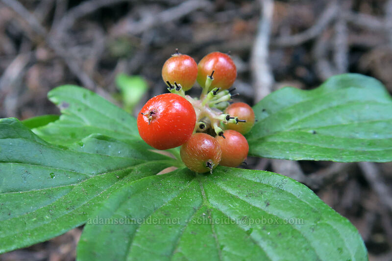bunchberries (Cornus unalaschkensis (Cornus canadensis)) [Cascade Pass Trail, North Cascades National Park, Skagit County, Washington]