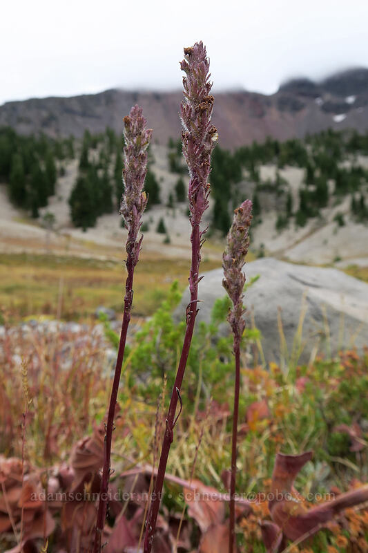 little elephant's-head lousewort, going to seed (Pedicularis attollens) [below Broken Top, Three Sisters Wilderness, Deschutes County, Oregon]