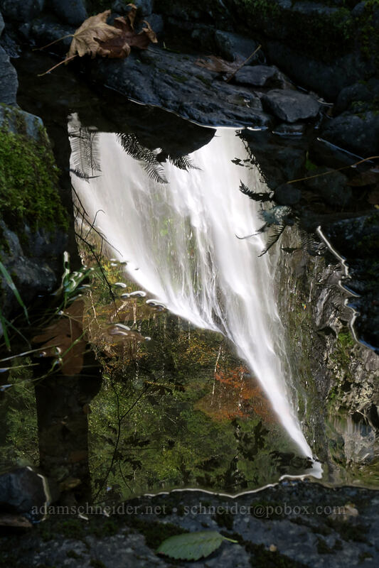 Henline Falls, reflected [Henline Falls Trail, Opal Creek Wilderness, Marion County, Oregon]