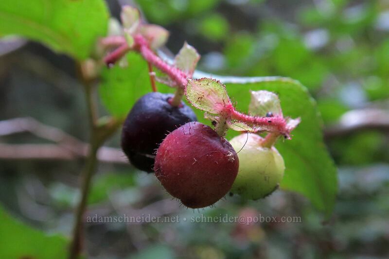 salal berries (Gaultheria shallon) [Kopetski Trail, Opal Creek Scenic Recreation Area, Marion County, Oregon]
