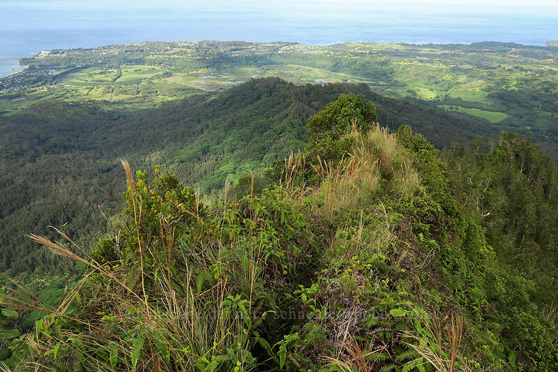 ridge below Hihimanu [Hihimanu Trail, Hanalei, Kaua'i, Hawaii]