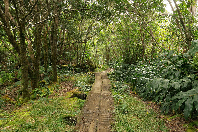 the trail [Alaka'i Swamp Trail, Na Pali-Kona Forest Reserve, Kaua'i, Hawaii]