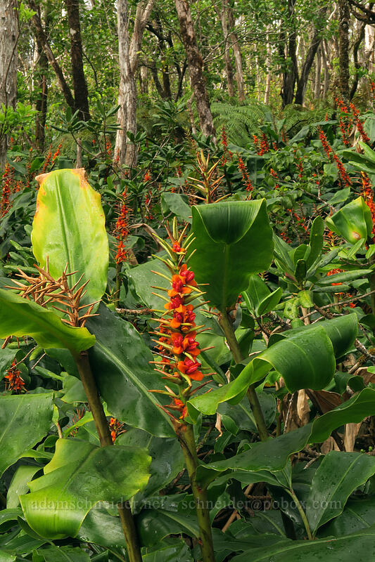 kahili ginger (Hedychium gardnerianum) [Alaka'i Swamp Trail, Alaka'i Wilderness Preserve, Kaua'i, Hawaii]
