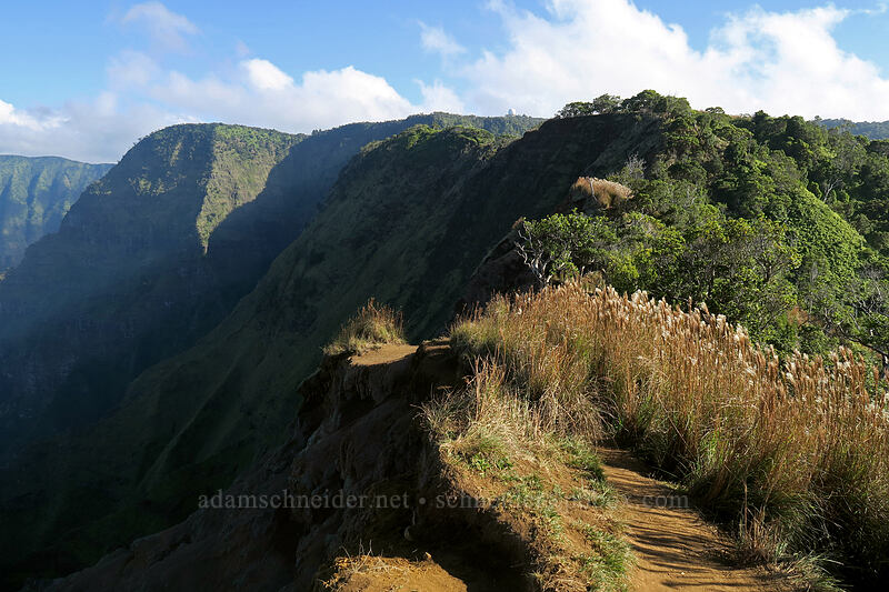 the trail [Kalepa Ridge Trail, Na Pali Coast State Park, Kaua'i, Hawaii]