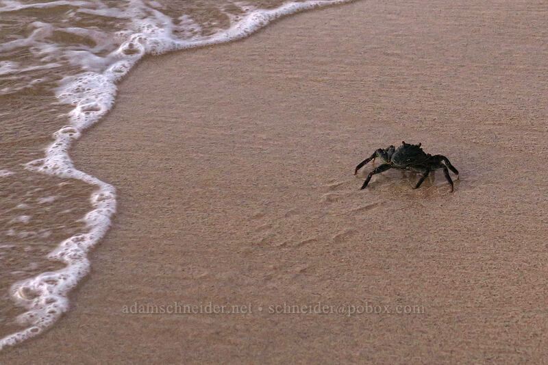 thin-shelled rock crab ('a'ama) (Grapsus tenuicrustatus) [Shipwreck Beach (Keoneloa Bay), Po'ipu, Kaua'i, Hawaii]
