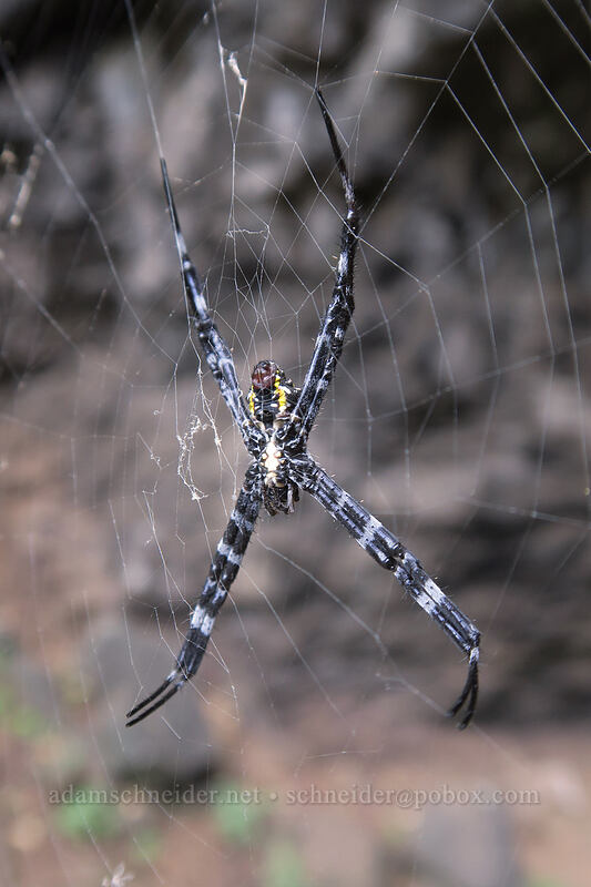 Hawaiian garden spider (female) (Argiope appensa) [Waikanaloa Cave, Ha'ena State Park, Kaua'i, Hawaii]