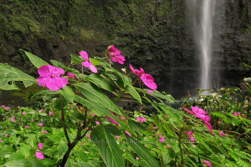impatiens at Hanakapi'ai Falls (Impatiens sp.) [Hanakapi'ai Falls Trail, Na Pali Coast State Park, Kaua'i, Hawaii]