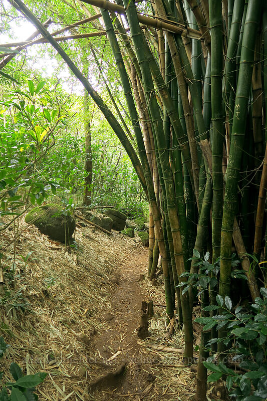 bamboo (Bambusa sp.) [Hanakapi'ai Falls Trail, Na Pali Coast State Park, Kaua'i, Hawaii]