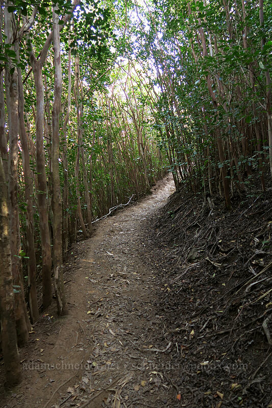 trail through strawberry guava (Psidium cattleyanum) [Nounou West Trail, Wailua, Kaua'i, Hawaii]