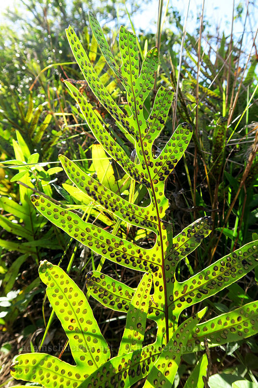 laua'e (maile-scented fern) (Phymatosorus grossus (Microsorum scolopendria)) [Nounou Mountain, Wailua, Kaua'i, Hawaii]