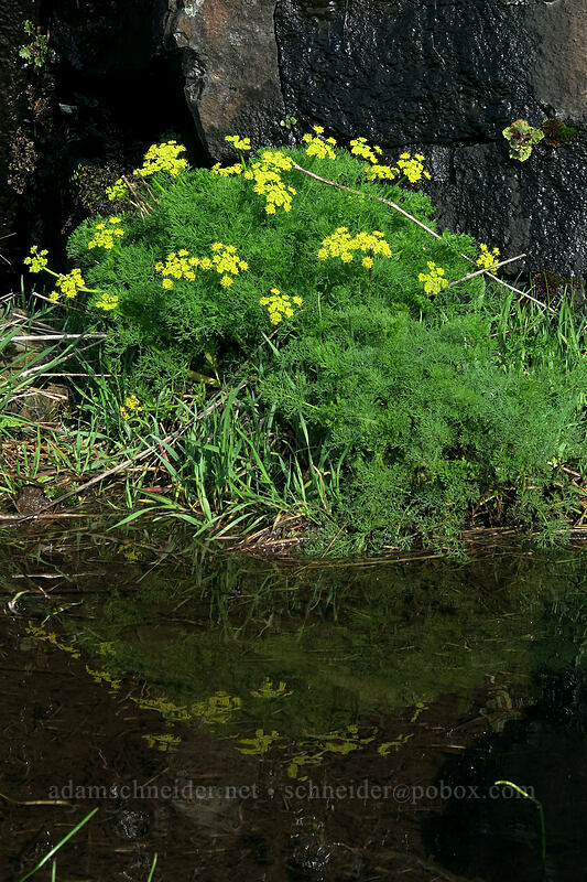 Klickitat desert-parsley (Lomatium klickitatense (Lomatium grayi)) [Old Highway 8, Klickitat County, Washington]