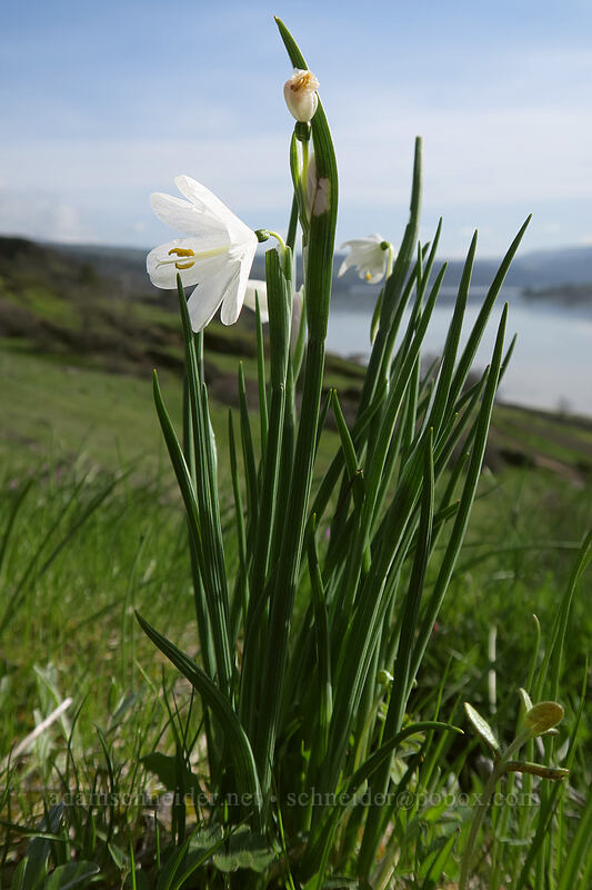 white grass widow (Olsynium douglasii) [Coyote Wall, Klickitat County, Washington]