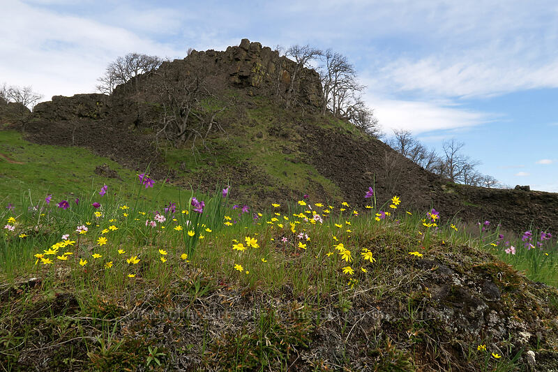 wildflowers & a crag (Crocidium multicaule, Olsynium douglasii, Lithophragma glabrum) [The Labyrinth, Klickitat County, Washington]