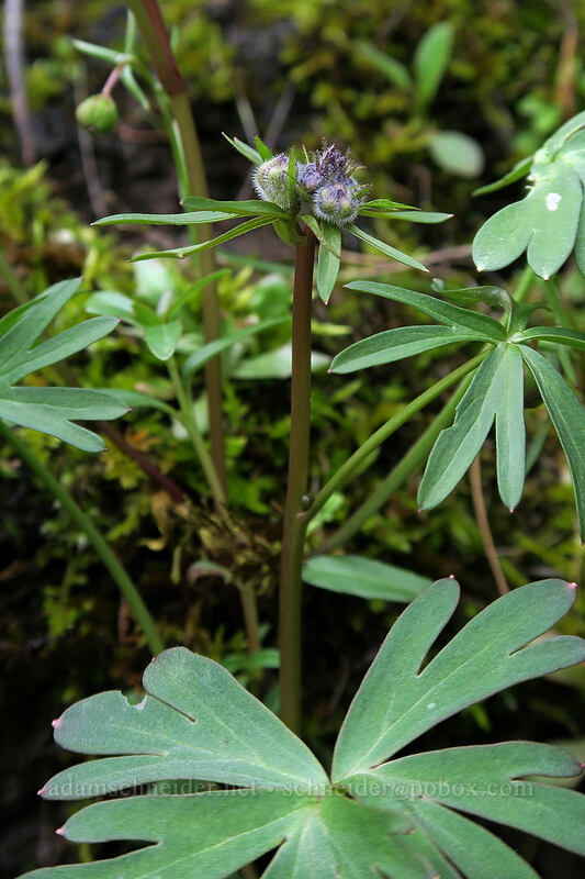 larkspur, budding (Delphinium nuttallianum) [The Labyrinth, Klickitat County, Washington]