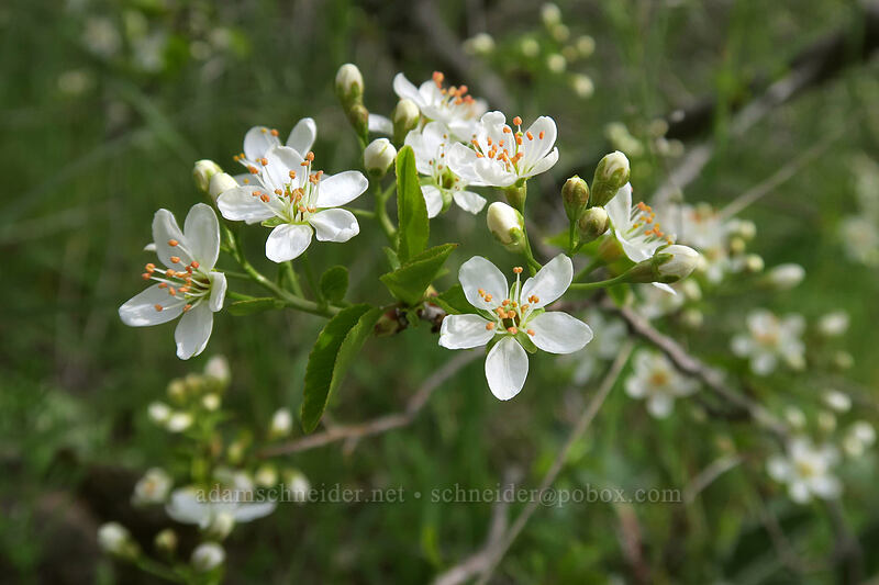 pear blossoms (Pyrus communis) [Crawford Oaks Trailhead, Columbia Hills State Park, Washington]