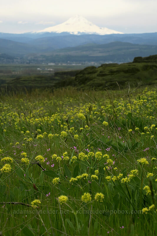 bare-stem desert parsley & Mt. Hood (Lomatium nudicaule) [Vista Loop, Columbia Hills State Park, Klickitat County, Washington]