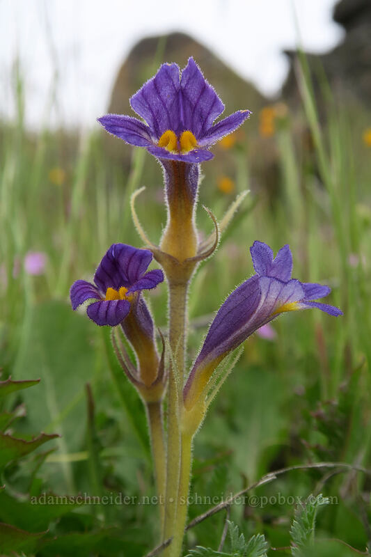 naked broomrape (Aphyllon purpureum (Orobanche uniflora)) [Vista Loop, Columbia Hills State Park, Washington]