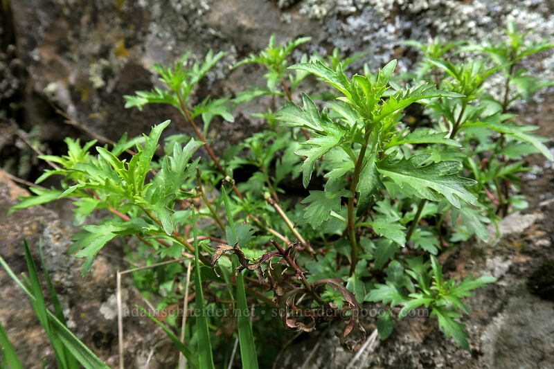 cut-leaf penstemon leaves (Penstemon richardsonii) [Horsethief Butte, Columbia Hills State Park, Klickitat County, Washington]