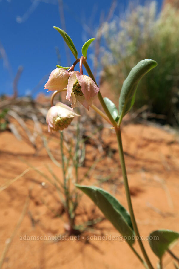 sweet sand-verbena (Abronia elliptica (Abronia fragrans)) [Fiery Furnace, Arches National Park, Grand County, Utah]