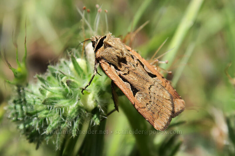 cutworm moth on changeable phacelia (Parabagrotis formalis, Phacelia mutabilis) [Pinnacles Trail, Cottonwood Canyon State Park, Sherman County, Oregon]
