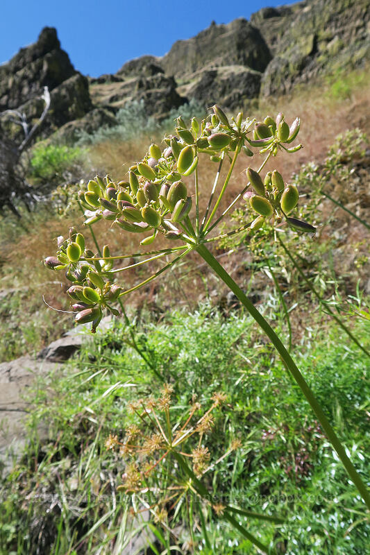 fern-leaf desert parsley, gone to seed (Lomatium multifidum (Lomatium dissectum var. multifidum)) [Pinnacles Trail, Cottonwood Canyon State Park, Sherman County, Oregon]