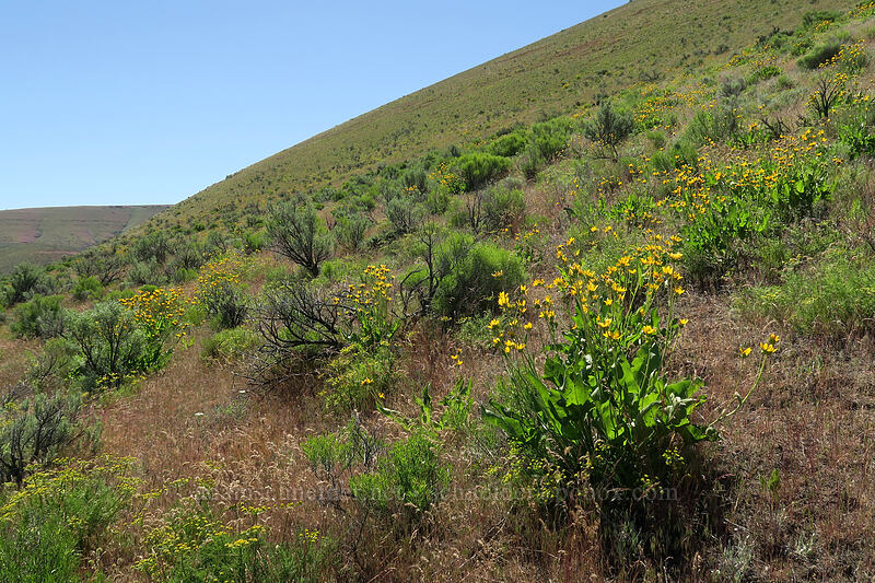 balsamroot & sagebrush (Balsamorhiza sp., Artemisia tridentata) [Pinnacles Trail, Cottonwood Canyon State Park, Sherman County, Oregon]