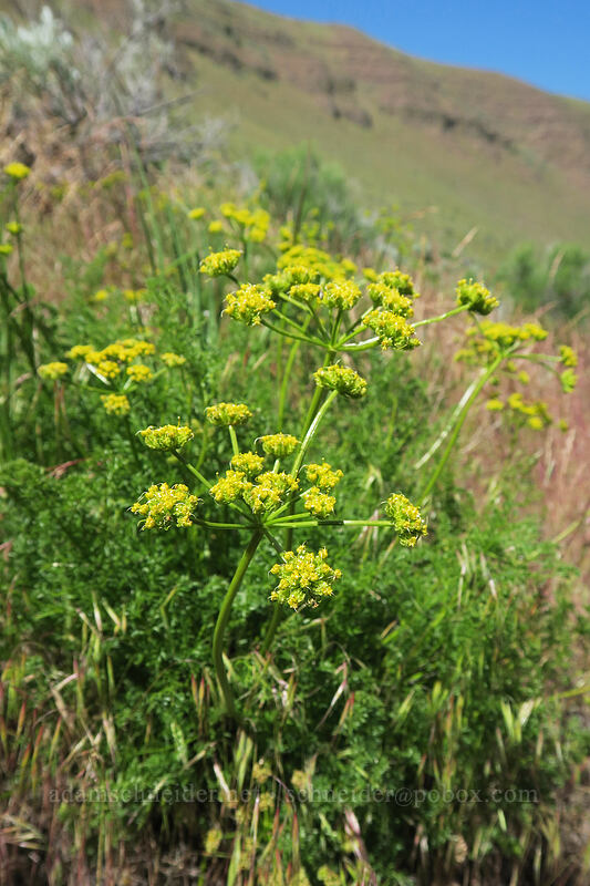 turpentine spring parsley (Cymopterus terebinthinus (Pteryxia terebinthina)) [Pinnacles Trail, Cottonwood Canyon State Park, Sherman County, Oregon]