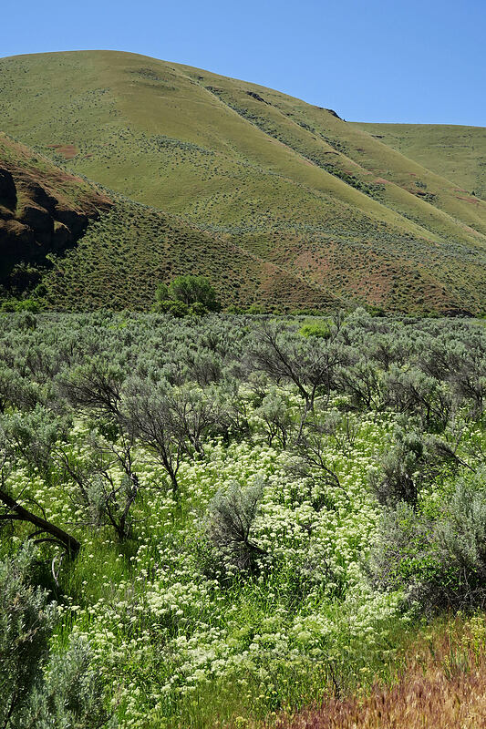 sagebrush & white-top (Artemisia tridentata, Lepidium sp. (Cardaria sp.)) [Pinnacles Trail, Cottonwood Canyon State Park, Sherman County, Oregon]