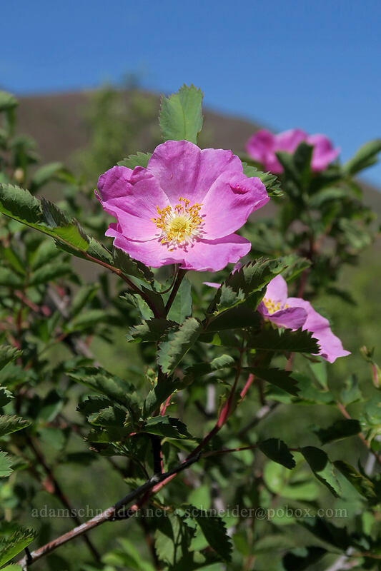 pear-hip rose (Woods' rose) (Rosa woodsii) [Pinnacles Trail, Cottonwood Canyon State Park, Sherman County, Oregon]