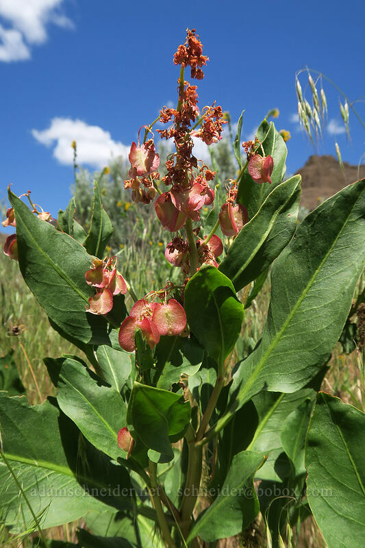 winged dock (veiny dock) (Rumex venosus) [Lost Corral Trail, Cottonwood Canyon State Park, Gilliam County, Oregon]
