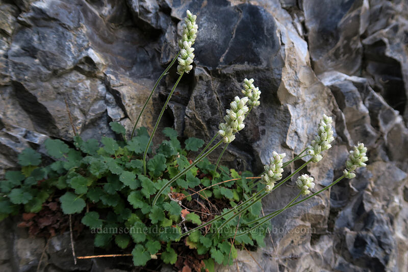 round-leaf alumroot (Heuchera cylindrica) [above Lost Corral Trail, Cottonwood Canyon State Park, Gilliam County, Oregon]