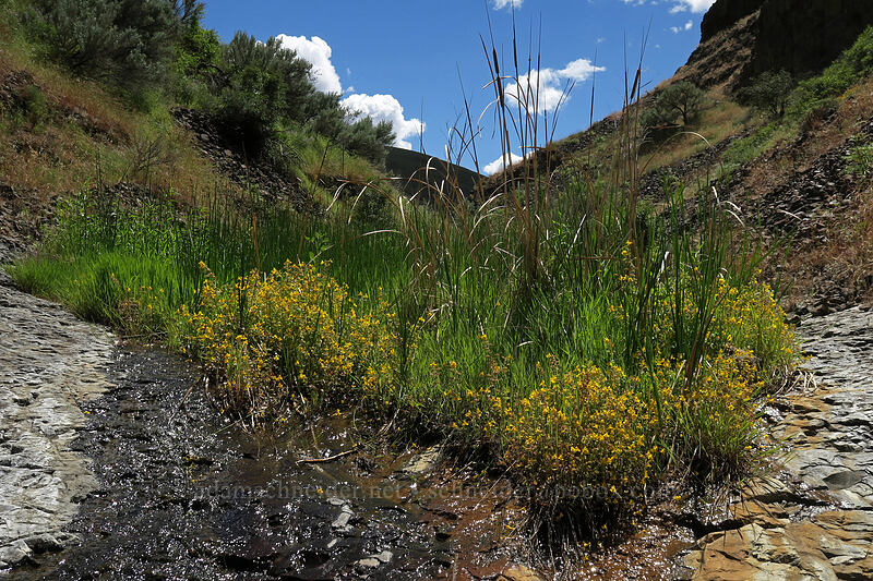 monkeyflower & cattails (Erythranthe guttata (Mimulus guttatus), Typha latifolia) [above Lost Corral Trail, Cottonwood Canyon State Park, Gilliam County, Oregon]