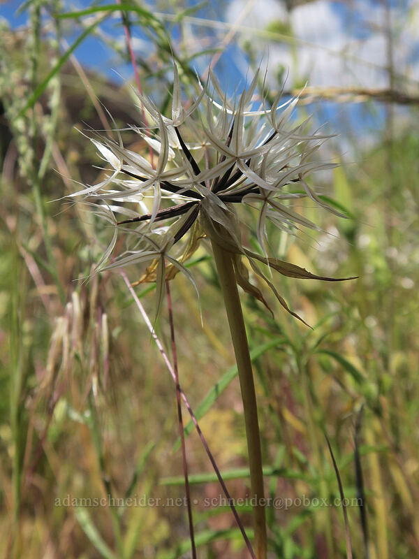 silverpuffs (Uropappus lindleyi (Microseris lindleyi)) [above Lost Corral Trail, Cottonwood Canyon State Park, Gilliam County, Oregon]