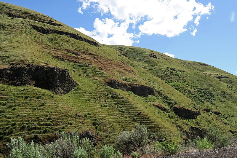 terraced hills [Wasco-Heppner Highway, Sherman County, Oregon]
