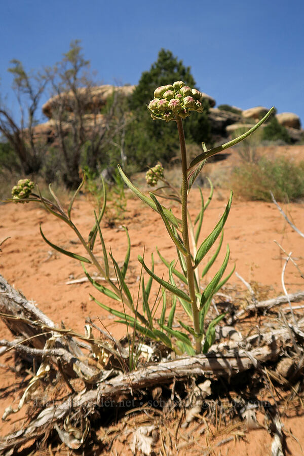 spider milkweed, budding (Asclepias asperula) [Squaw Canyon, Canyonlands National Park, San Juan County, Utah]