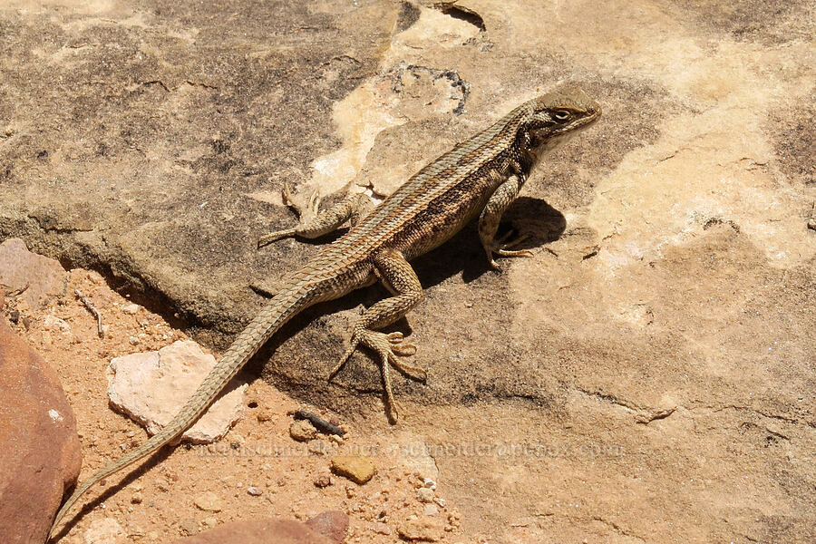 plateau fence lizard (Sceloporus tristichus) [Squaw Canyon, Canyonlands National Park, San Juan County, Utah]