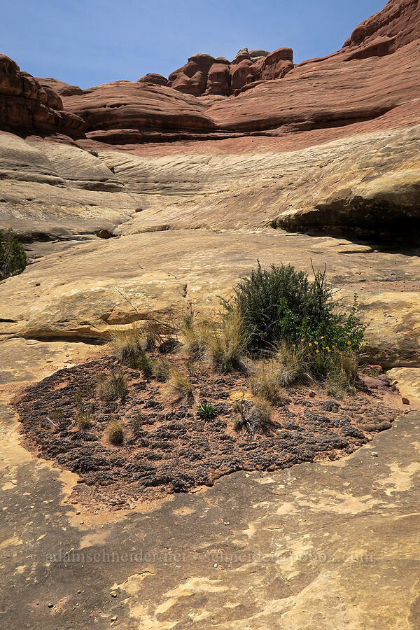 patch of soil on the sandstone [Squaw Canyon, Canyonlands National Park, San Juan County, Utah]