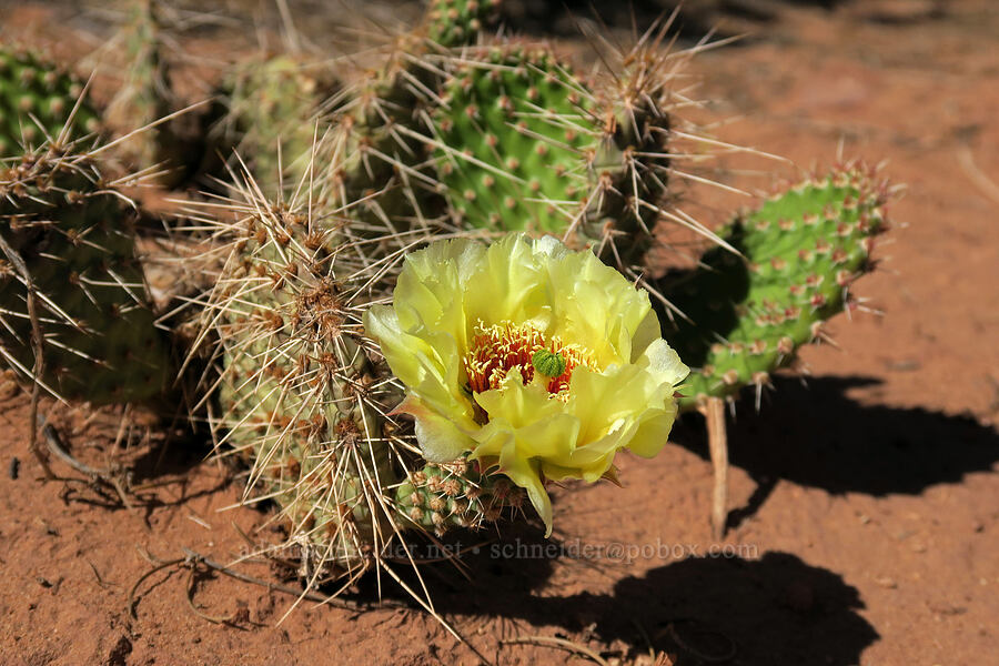 plains prickly-pear cactus (Opuntia polyacantha) [Big Springs Canyon, Canyonlands National Park, San Juan County, Utah]