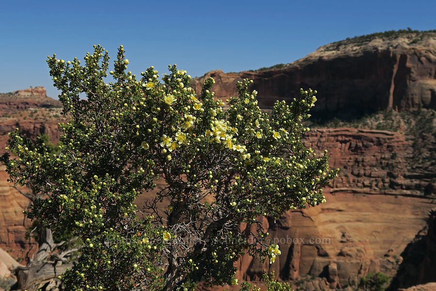 cliff rose (Purshia stansburyana (Purshia stansburiana)) [Shafer Canyon Overlook, Canyonlands National Park, San Juan County, Utah]