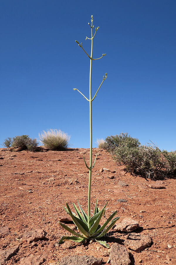 Utah frasera, budding (Frasera paniculata (Frasera utahensis) (Swertia utahensis)) [Shafer Canyon Overlook, Canyonlands National Park, San Juan County, Utah]