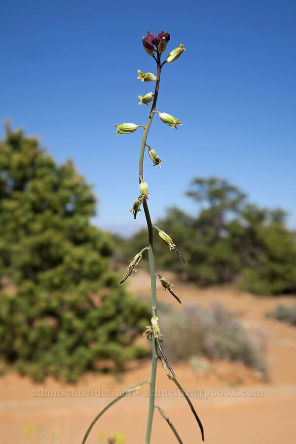 long-beaked twistflower (Streptanthella longirostris) [Mesa Arch Trail, Canyonlands National Park, San Juan County, Utah]