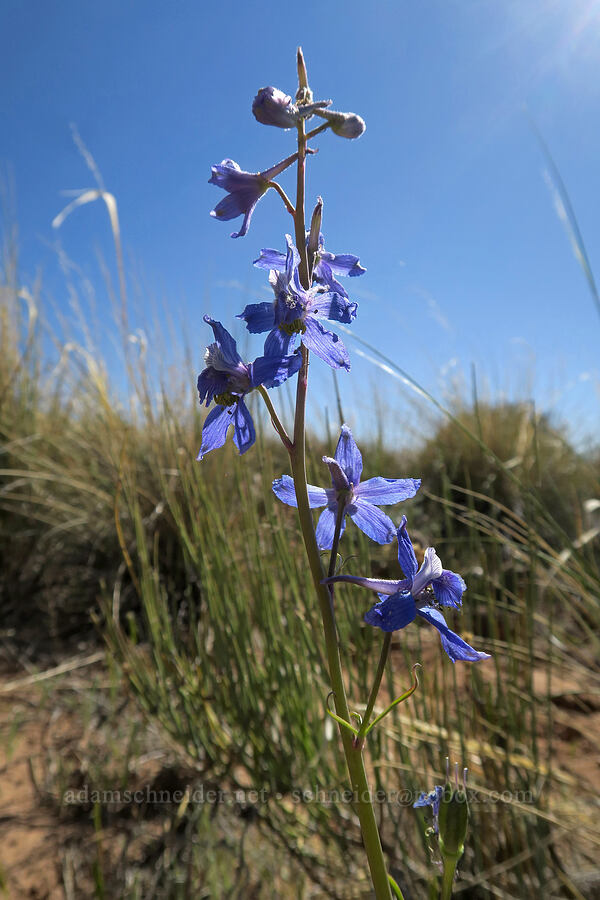 larkspur (Delphinium sp.) [Mesa Arch Trail, Canyonlands National Park, San Juan County, Utah]