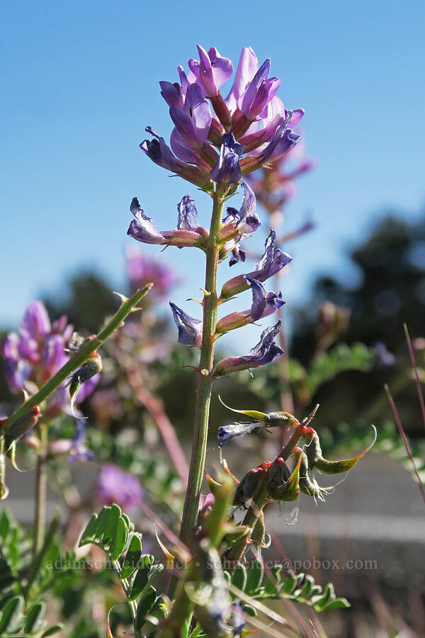freckled milk-vetch (Astragalus lentiginosus var. palans) [Grand View Point Road, Canyonlands National Park, San Juan County, Utah]