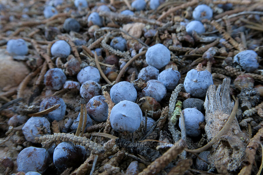 Utah juniper berries (Juniperus osteosperma) [Visitor Center Overlook, Canyonlands National Park, San Juan County, Utah]