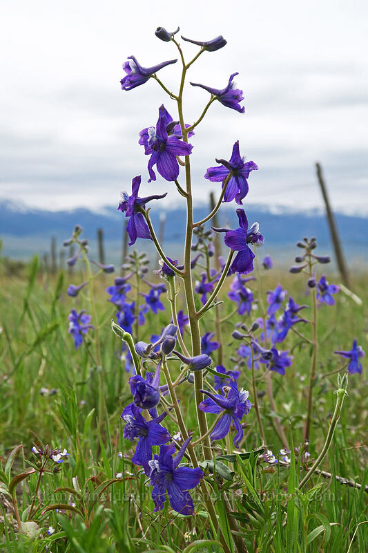 larkspur (Delphinium sp.) [U.S. Highway 26, Grant County, Oregon]