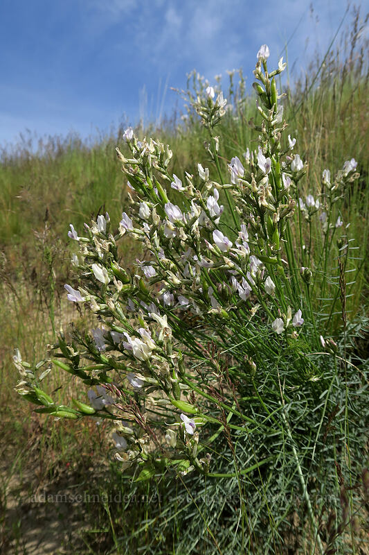 Idaho milk-vetch (Astragalus conjunctus) [Blue Basin Trail, John Day Fossil Beds National Monument, Grant County, Oregon]